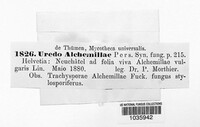 Trachyspora alchemillae image